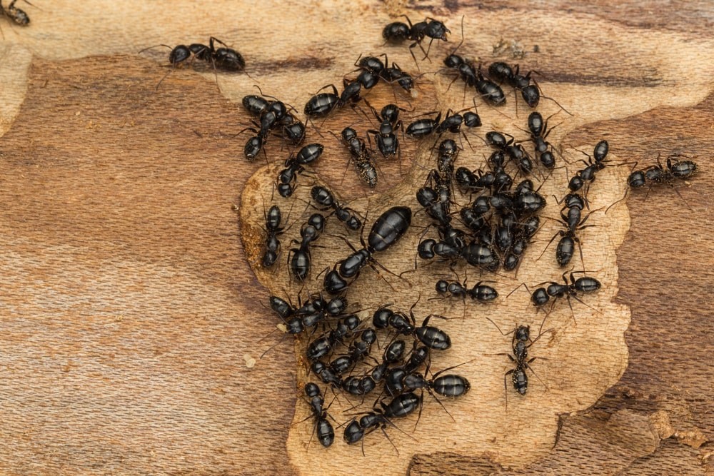 Pest Control